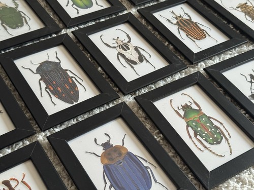 16er set gerahmte insekten - 16er,